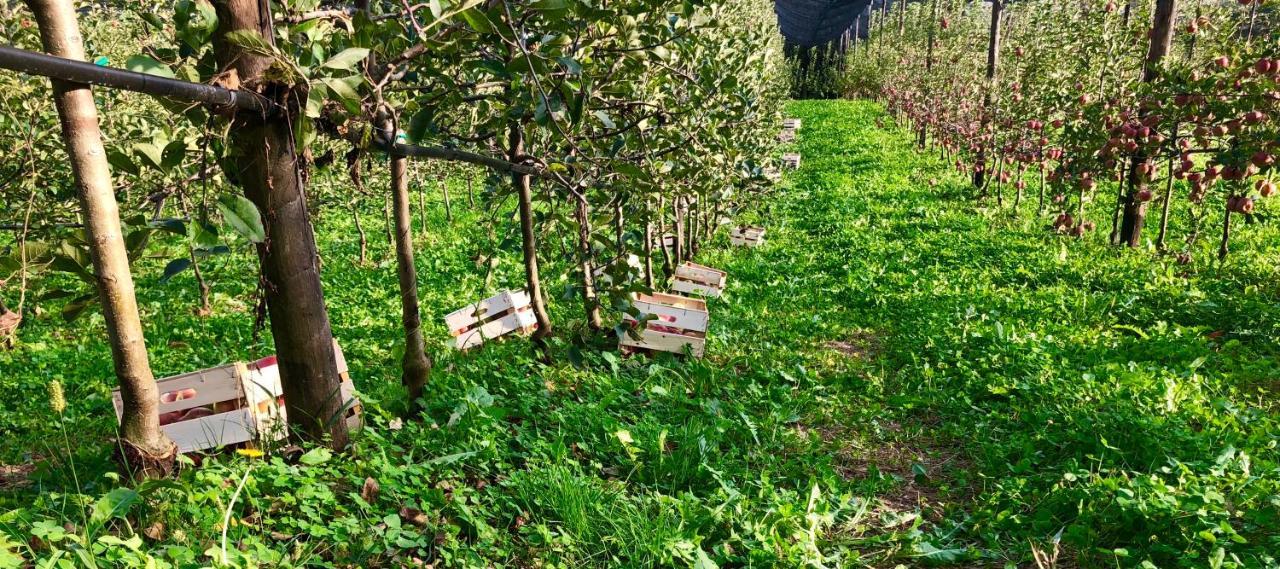 Loft Naturalpina Dolomiti Farm Belluno Exterior foto